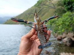 Ini Lobster Air Tawar Danau Toba, Apa Rasanya Ya?