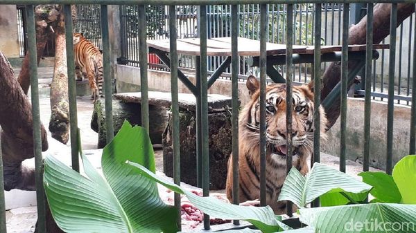 Foto: Mampir ke Bonbin Siantar Zoo di Liburan Tahun Baru