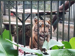 Foto: Mampir ke Bonbin Siantar Zoo di Liburan Tahun Baru