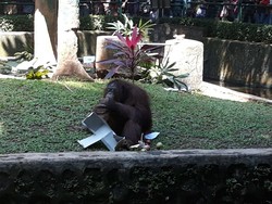 Libur Tahun Baru Usai, Ragunan Tutup Hari Ini