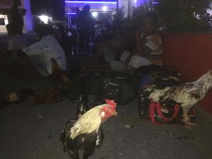 Polisi Grebek Lokasi Judi Sabung Ayam Terbesar di Ambon
