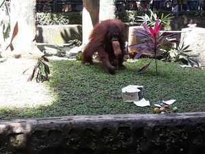 Nge-Vlog di Ragunan: Wisata Murah Warga Jakarta