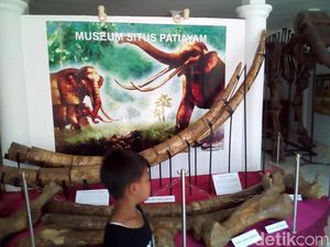 Penampakan Gigi-Kaki Banteng Purba di Museum Purbakala Patiayam Penampakan Gigi-Kaki Banteng Purba di Museum Purbakala Patiayam