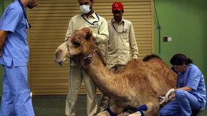 Foto: Rumah Sakit Khusus Unta Pertama di Dunia