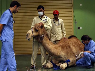 Foto: Rumah Sakit Khusus Unta Pertama di Dunia