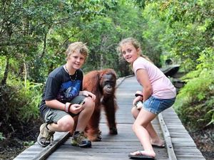 Para Yachter Dunia Akan Diajak Mengenal Orangutan dan Suku Dayak Para Yachter Dunia Akan Diajak Mengenal Orangutan dan Suku Dayak