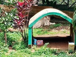Harimau Buka Kado Tahun Baru Jadi Atraksi Favorit di Ragunan