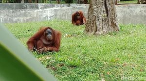 Foto: Taman Satwa Lembah Hijau, Tempat Liburan Awal Tahun di Lampung