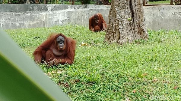 Foto: Taman Satwa Lembah Hijau, Tempat Liburan Awal Tahun di Lampung
