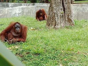 Foto: Taman Satwa Lembah Hijau, Tempat Liburan Awal Tahun di Lampung