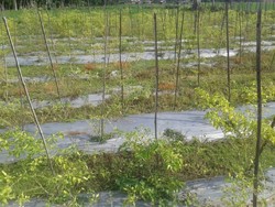 Musim Hujan Bikin Kesal Petani Cabai Ponorogo