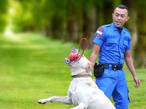 Anjing-anjing BNN Pemburu Bandar Narkoba