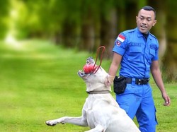 Anjing-anjing BNN Pemburu Bandar Narkoba