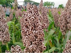 Kementan Pede Produksi Sorgum Tekan Impor Gandum, Caranya?