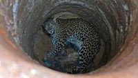 Foto: Proses Evakuasi Macan Tutul dari Dalam Sumur di India
