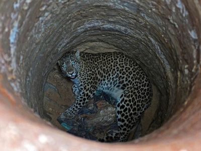 Foto: Proses Evakuasi Macan Tutul dari Dalam Sumur di India