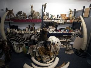 Foto: Aneka Produk Hewan Langka yang Disita di Bandara Heathrow London