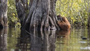 Potret Hewan Liar yang Begitu Mengiris Hati