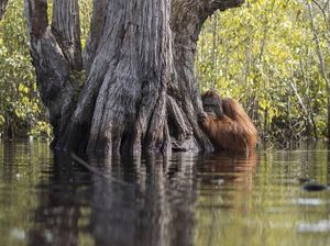 Potret Hewan Liar yang Begitu Mengiris Hati