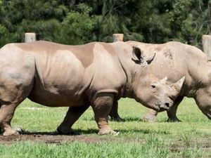 Badak di Kebun Binatang Mogo Australia Seruduk Penjaganya