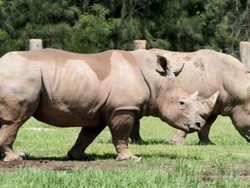 Badak di Kebun Binatang Mogo Australia Seruduk Penjaganya