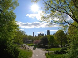 Penelitian di AS: Makin Banyak Pohon, Makin Rendah Kriminalitas