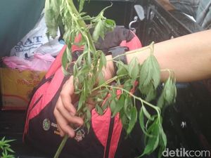 Kasus Pohon Ganja di LP Banda Aceh, Dirjen Serahkan ke Polisi