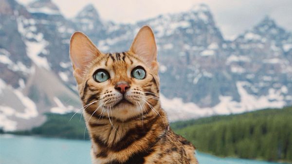 Sukii, Kucing Hobi Petualangan yang Tenar di Instagram