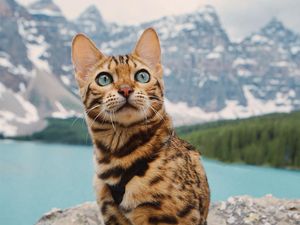 Sukii, Kucing Hobi Petualangan yang Tenar di Instagram