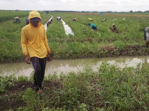 PNS Demak Beli Bawang Merah Petani Rp 15.000/Kg