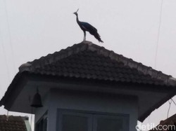 Ada Burung Merak Lepas, Warga Kota Magelang Heboh