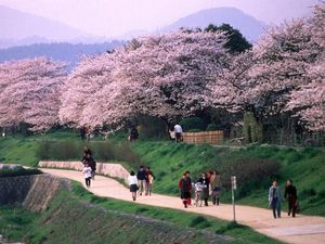 Cantiknya Kyoto yang Dicontoh untuk Kawasan Tanah Abang