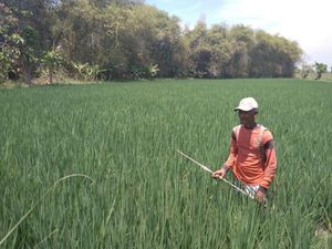 Petani Gresik Resah, Sawahnya Terancam Gagal Panen Karena Tikus