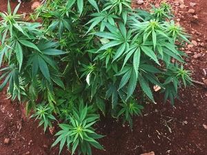 Australia Berambisi Kuasai Pasar Ganja untuk Pengobatan