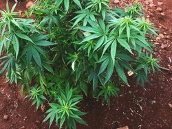 Australia Berambisi Kuasai Pasar Ganja untuk Pengobatan