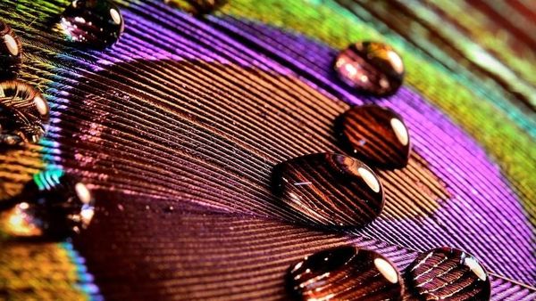 Karya Memukau Jawara Kontes Foto Tetesan Air