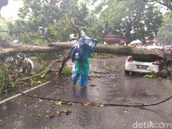 Brakk... Tiga Mobil Tertimpa Pohon Saat Kota Malang Diguyur Hujan