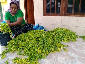Bunga Kenanga Jadi Penghasilan Tersendiri Sambil Tunggu Masa Panen