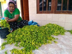 Bunga Kenanga Jadi Penghasilan Tersendiri Sambil Tunggu Masa Panen