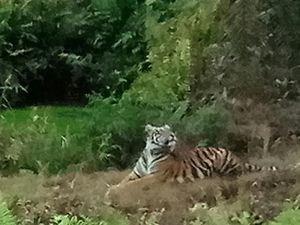 Harimau yang Tertangkap Kamera di Lokasi Jumiati Tewas Masih Remaja