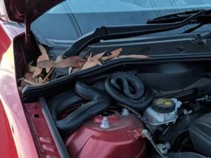 Hiii... Ada Ular di Balik Kap Mesin Mobil Ini