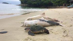 Foto: Tragis! 88 Lumba-lumba di Teluk Sepetiba Brasil Mati