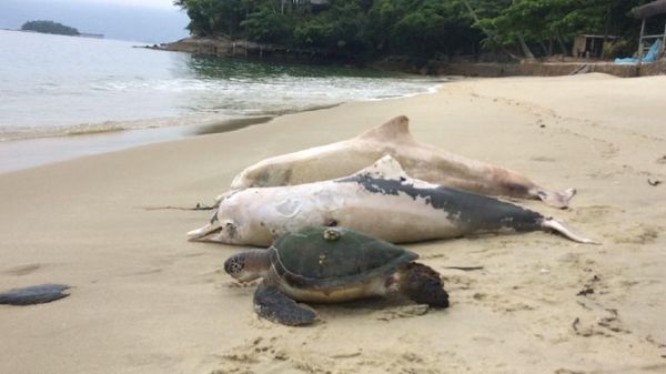 Foto: Tragis! 88 Lumba-lumba di Teluk Sepetiba Brasil Mati