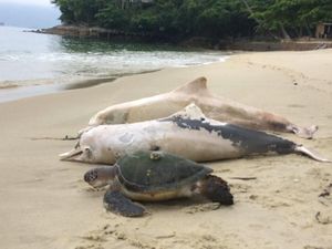 Duh, 86 Lumba-lumba Ditemukan Mati di Lepas Pantai Mozambik Duh, 86 Lumba-lumba Ditemukan Mati di Lepas Pantai Mozambik