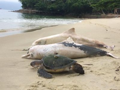 Foto: Tragis! 88 Lumba-lumba di Teluk Sepetiba Brasil Mati