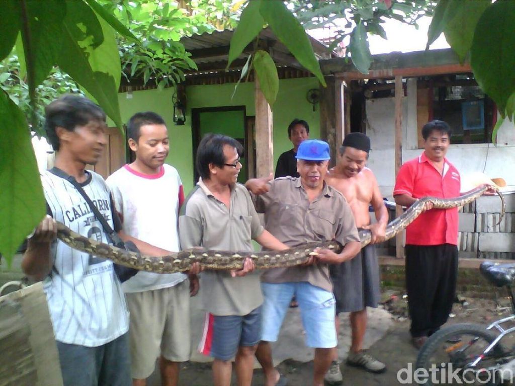 Ular Sepanjang 4 Meter Jatuh dari Eternit Rumah Warga di Yogya Ular Sepanjang 4 Meter Jatuh dari Eternit Rumah Warga di Yogya