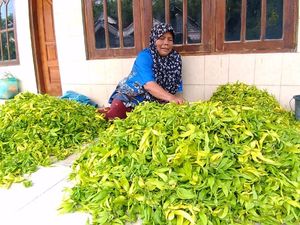 Dikenal Sebagai Penghasil Kenanga, Ini Kata Kepala Desa Dukuhkembar