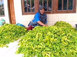 Dikenal Sebagai Penghasil Kenanga, Ini Kata Kepala Desa Dukuhkembar