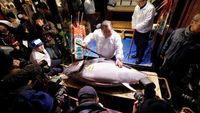 Wow! Ikan Tuna Ini Laku Dilelang Rp 4 M di Tsukiji Market Jepang