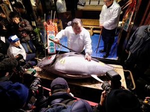 Kenapa Tuna di Jepang Harganya Bisa Miliaran? Kenapa Tuna di Jepang Harganya Bisa Miliaran?